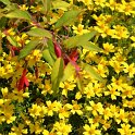 Tagetes signata pumila 'Lulu'